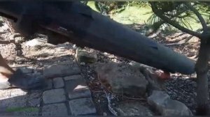 Ниваки из сосны. Первая обрезка