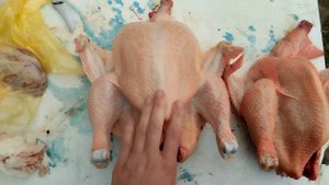 ?снимаем перо в перосъемной машине?
