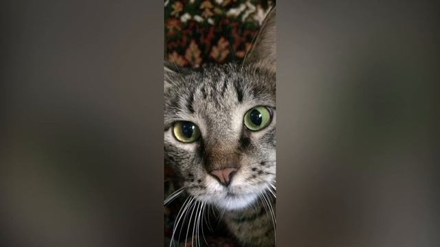 Портретная галерея с Мусей! смотреть онлайн