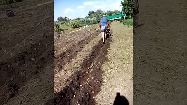 Копаю картошку мотоблоком МТЗ 12 смотреть онлайн