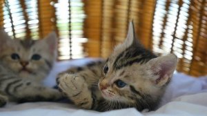 Тренировки милых и смешных котят 2021 - котята мяу мяу 🐈😼😹