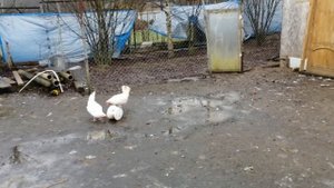 Куры с птицефабрики.Карантин для кур.