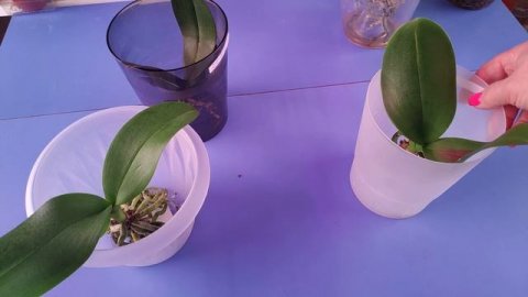 04.11.21.ОРХИДЕИ из уценки в открытой системе.