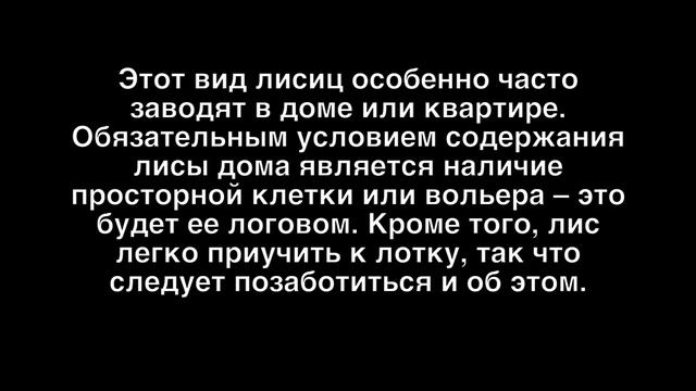 ДОМАШНЯЯ ЛИСА РУЧНЫЕ ЛИСЫ ВИДЫ ДОМАШНИХ ЛИСИЦ КАК ЗАВЕСТИ ЛИСУ ДОМА И ПРИУЧИТЬ ЕЕ К ЛОТКУ