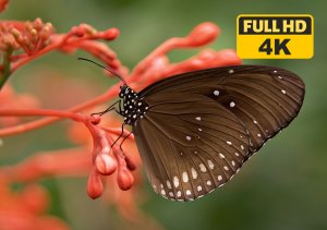 Прекрасный сад для релаксации в 4K Видео - Бабочки и Цветы.Видео - 4K