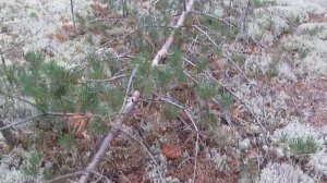 Гриб на грибе ! Собираем и сдаём !! Подмосковные грибники на сборе боровиков в Архангельской област