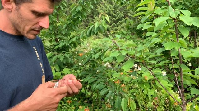 Grafting a Cherry Tree смотреть онлайн