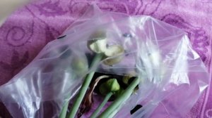 Вызрели свои семена Гиппеаструма