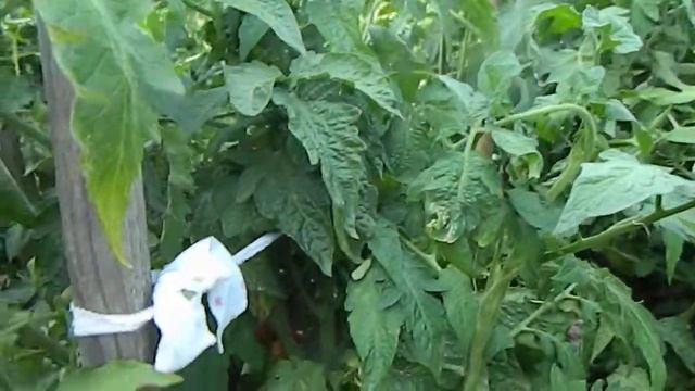 Томат DSA гном. Созревание плодов. смотреть онлайн