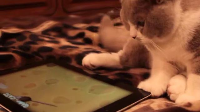 British shothair 5 months old 27 февраля 2015 г. смотреть онлайн