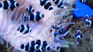 The Colors of the Ocean 4K ULTRA HD - The Best 4K Sea Animals for Relaxation & Calming Music