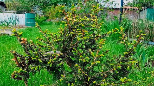 КАК РАСТЕТ ЖИВАЯ ИЗГОРОДЬ ИЗ ЕЛИ обыкновенной смотреть онлайн