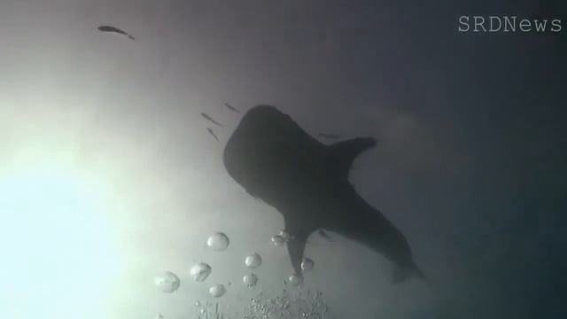ГИГАНТСКАЯ Акула / basking shark смотреть онлайн