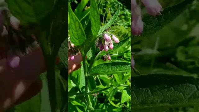 Аборигенные и чужеродные растения Беларуси. Лекарственные свойства. смотреть онлайн