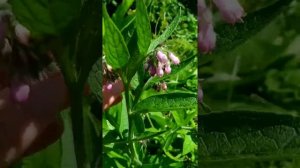 Аборигенные и чужеродные растения Беларуси. Лекарственные свойства.