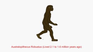 Human Evolution Animation.