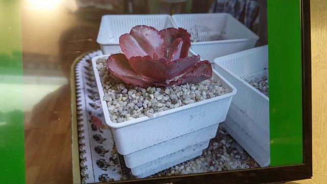 Распаковка посылки суккулентов от Barbara&Succulents с суккулент маркета. смотреть онлайн