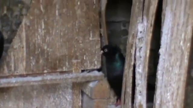 Голуби Бакинские бойные черные белоносые 2016 смотреть онлайн