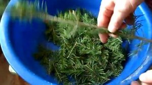 Перекручиваю пихтовые веточки на мясорубке