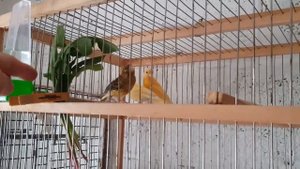 Кормление молодняка канареек первые дни после отсадки от родителей.Канарейкам 35-37 дней.