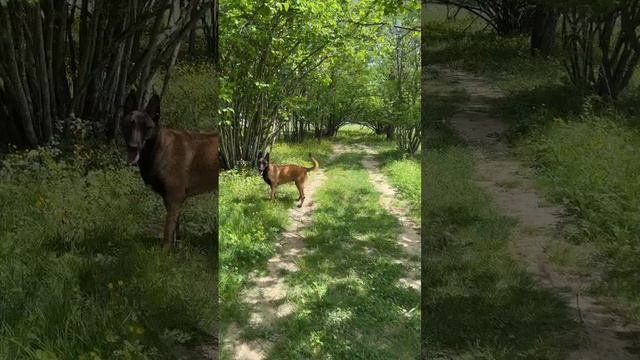 Волшбная палочка