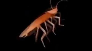 ТаНцУюЩиЙ тАрАкАн