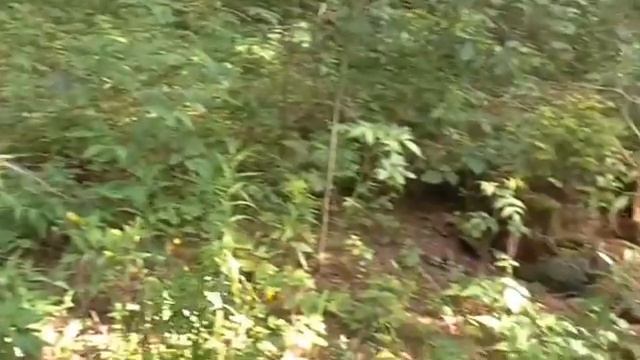 Колокольчики мои, цветики лесные смотреть онлайн