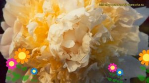 Пион молочноцветковый Чеддер Чиз. Краткий обзор, описание paeonia lactiflora Cheddar Cheese