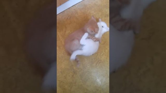 Мелкие тараканы