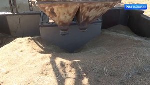 О калмыцком рисе. Рисовое хозяйство. Республика Калмыкия. Большой Царын.