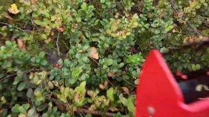 Сбор брусники финским комбайном. Ягоды.