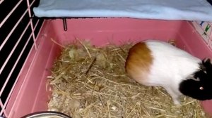 Морская свинка рожает