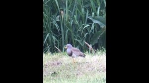 Grey-headed lapwing - Vanellus cinereus - Grijskopkievit