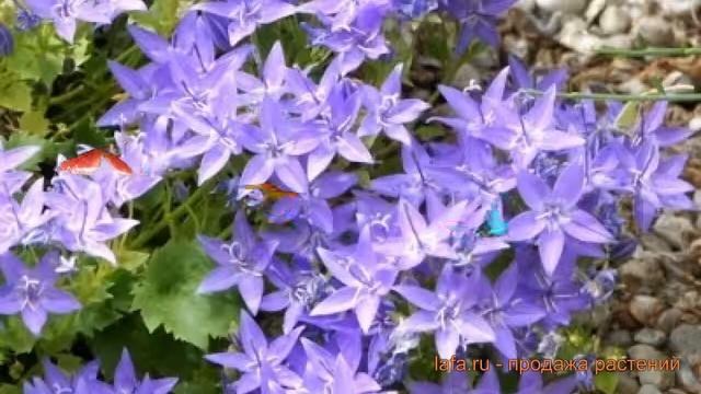 Колокольчик гарганский Филлигри ? обзор: как сажать, семена колокольчика Филлигри смотреть онлайн