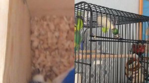 Волнистые Попугайчики.Самка СНЕСЛА ЯЙЦО! BUDGIES#Первое Яичко