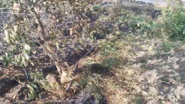 РЕЗУЛЬТАТ ГЛУПОСТИ ИЛИ ПОЧЕМУ НЕЛЬЗЯ БЕСКОНТРОЛЬНО ЖЕЧЬ СУХУЮ ТРАВУ смотреть онлайн