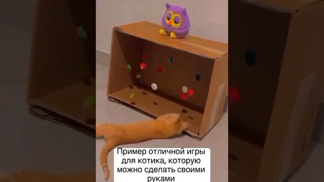 Пример отличный игры для котика, которую можно сделать своими руками