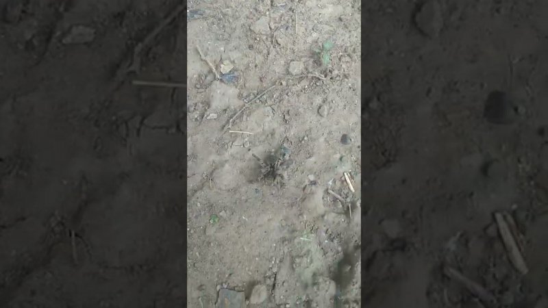 Вот это ПАУК в огороде у нас