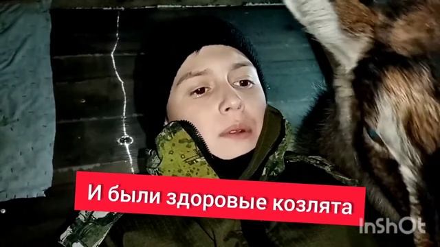 Содержание коз для новичков