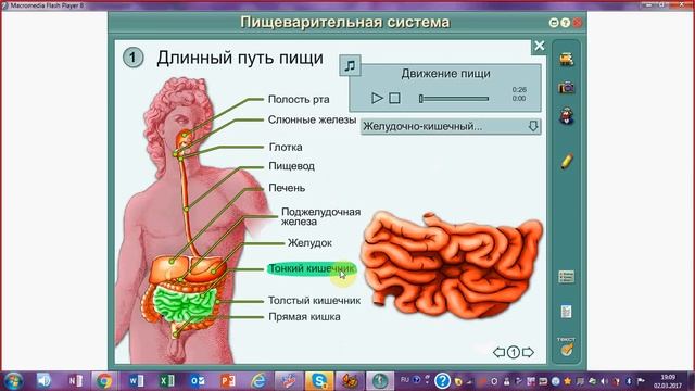Пищеварительная система. Куда проваливается пища и что с ней происходит. ЕГЭ ,ОГЭ по биологии