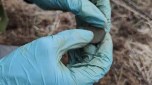 Нашли кучу монет на невыбитой деревне / коп с металлоискателем АКА Сигнум и Minelab VANQUISH