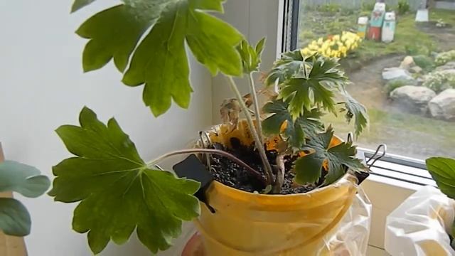 ЭКСКУРСИЯ ПО ПОДОКОННИКУ** Мои комнатные цветы и растения** ЦВЕТЫ НА ПОДОКОННИКЕ1** СЕНСАЦИЯ** смотреть онлайн