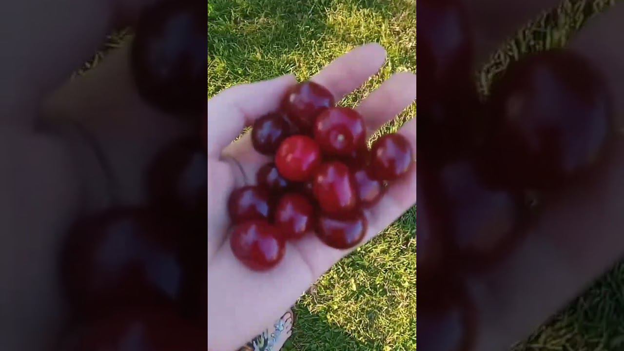 ДАЧА 6 июля 2024 (2часть, начало в сториз инстаграма) смотреть онлайн