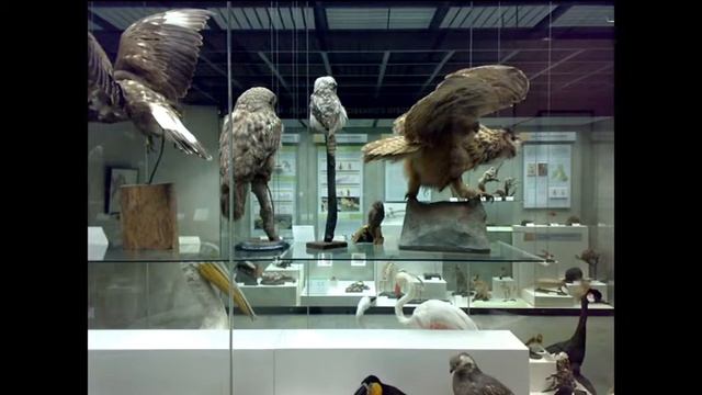 мы с Серегой в музее Дарвина, 2011 смотреть онлайн