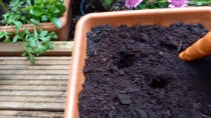 Алиссум, бурачок, лобулярия, ауриния .3 способа посадки в кашпо.