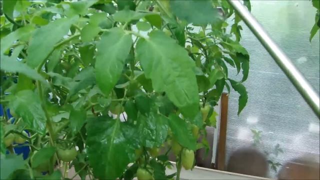 Чем опрыскиваю томаты от болезней! смотреть онлайн