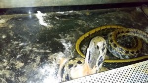 Змея против хомяка и Барсик. от 18+