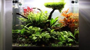 Аквариум Дэнерли (dennerle)35 л. 200 день после запуска.