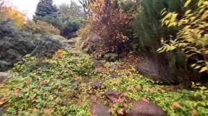 Обзорная видеопрогулка по дендрарию при питомнике «Сезоны» в Апальщино