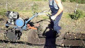 Выкапывание картофеля. Сорт "Колобок"